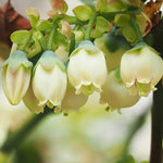 Your blueberry will be covered in petite bell shaped blooms in spring.