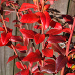 Blueberry shrubs have great red fall color.