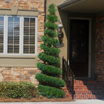 Spartans can be made into excellent sheared topiary. 