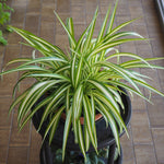 Spider Plant