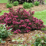 Courtesy of Proven Winners - www.provenwinners.com