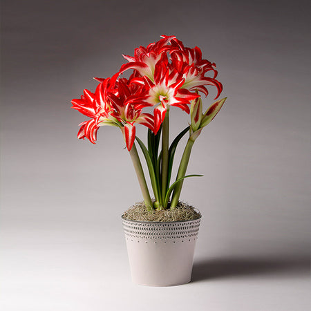 Splash Amaryllis in White Pot