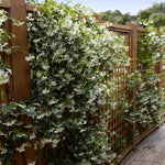 Images are of mature plants.