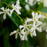 The classic Star Jasmine bloom.