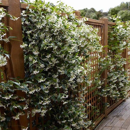Star Jasmine