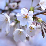 Your cherry tree will bloom with white flowers every spring.