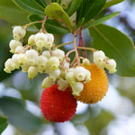 Strawberry Tree