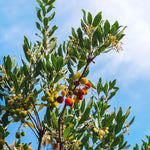 Strawberry Tree