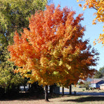 Sugar Maple Tree