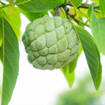 Sugar Apple Tree