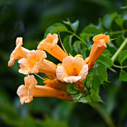 Summer Jazz™ Fire Trumpet Tree