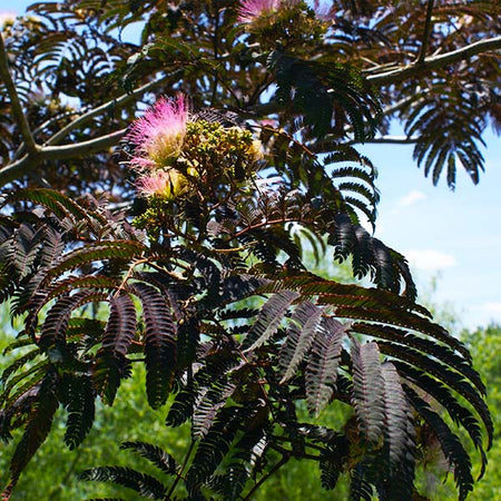 Summer Chocolate Mimosa Tree