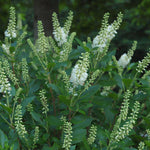 Summersweet Clethra Shrub