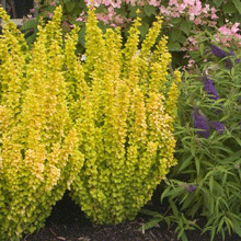 Sunjoy Golden Pillar Barberry Shrub