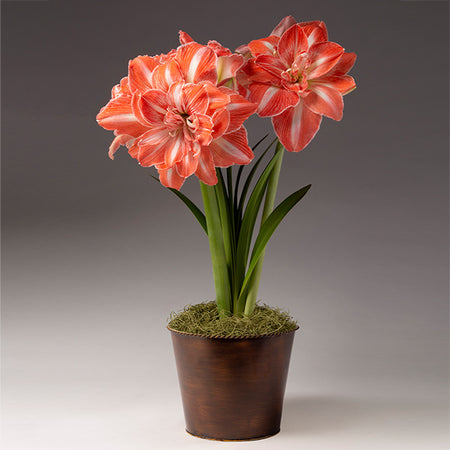 Sunshine Nymph Amaryllis in Copper Pot