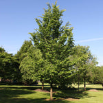 Emerald Sunshine® Elm Tree