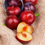 This hardy clingstone plum ripens in late summer.