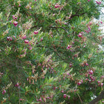 Sweet Bubba Seedless Desert Willow