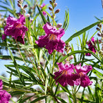 Sweet Bubba Seedless Desert Willow