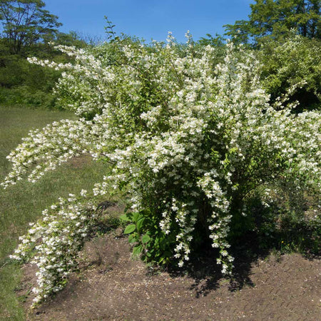 Sweet Mock Orange Shrub