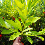 Sweetbay have lighter green foliage and less leathery leaves than Southern Magnolias.