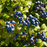 Toro shrubs are a northern highbush cold hardy variety.