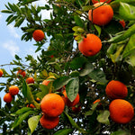 Minneola Tangelo Tree