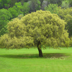 Joan Lionetti Texas Live Oak