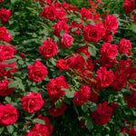 The Grand Champion™ Double Red Rose