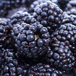 Blackberries are large and sweet.