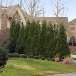Thuja Green Giant Tree