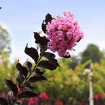 Thunderstruck™ Lavender Blast™ Crape Myrtle