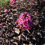Thunderstruck™ Lavender Blast™ Crape Myrtle