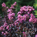 Thunderstruck™ Lavender Blast™ Crape Myrtle