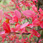 Blueberries have great red fall color.