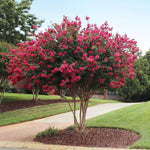Blooms are very long lasting, all summer to fall. 