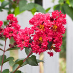 Tonto Crape Myrtles have a candy pink bloom.