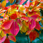Fall leaf color of the Tonto is intense red.
