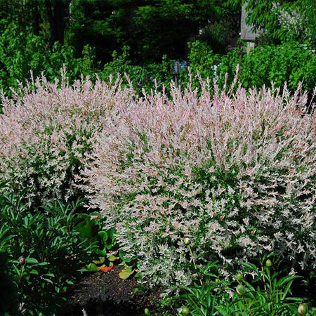 Tri-Color Willow Shrub