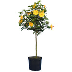 Yellow Tropical Hibiscus Tree