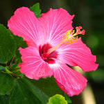 Pink Tropical Hibiscus Tree