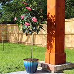 Pink Tropical Hibiscus Tree