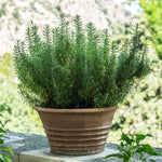 Tuscan Blue Rosemary Plant