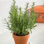 Tuscan Rosemary
