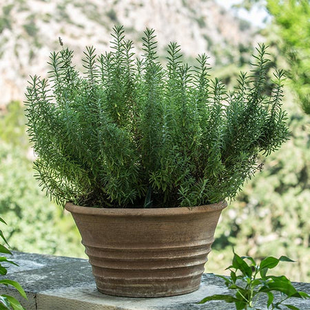 Tuscan Blue Rosemary Plant