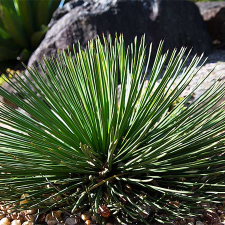Twin Flower Agave Plant
