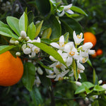 Your orange tree will have very fragrant blossoms.