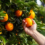 Valencia oranges ripen between March and June.