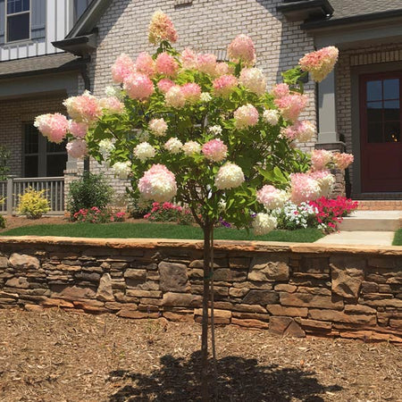 First Editions® Vanilla Strawberry™ Hydrangea Tree