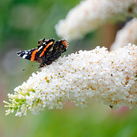 Vanilla Treat™ Butterfly Bush (Tree Form)